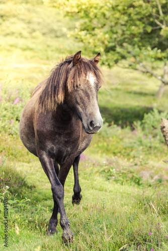 wild horse pony grazing on moorland