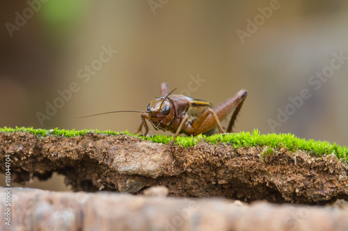 Close up House cricket (Acheta domestica)