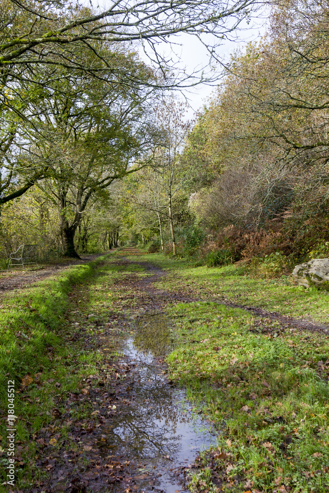 A Wet Country View Along Rolle Road, Site of the Victorian Rolle Canal, Great Torrington, Devon. A Wet Country View Along Rolle Road, Site of the Victorian Rolle Canal, Great Torrington, Devon.