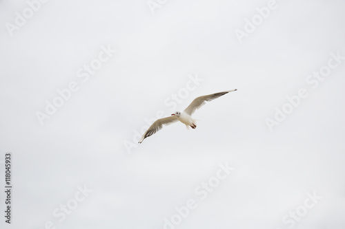 Mouette en vol