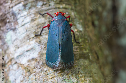 close up Lanternflies on tree