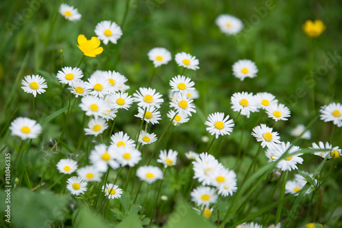 gänseblümchen auf einer wiese