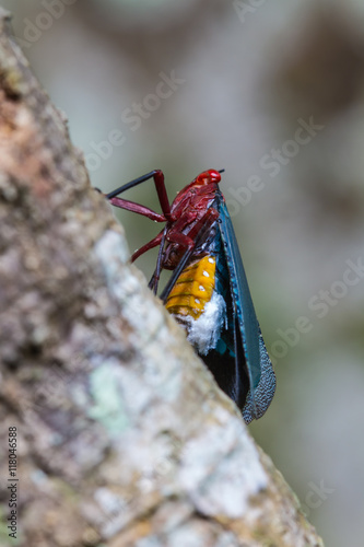 close up Lanternflies on tree