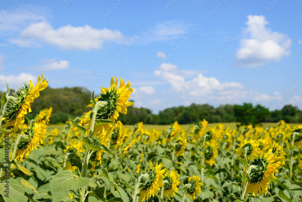 Sunflowers fields with mountain on beautiful sky background Sunflowers fields with mountain on beautiful sky background