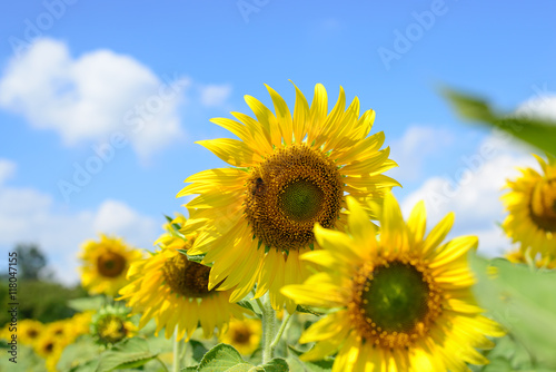 Sunflowers fields with mountain on beautiful sky background