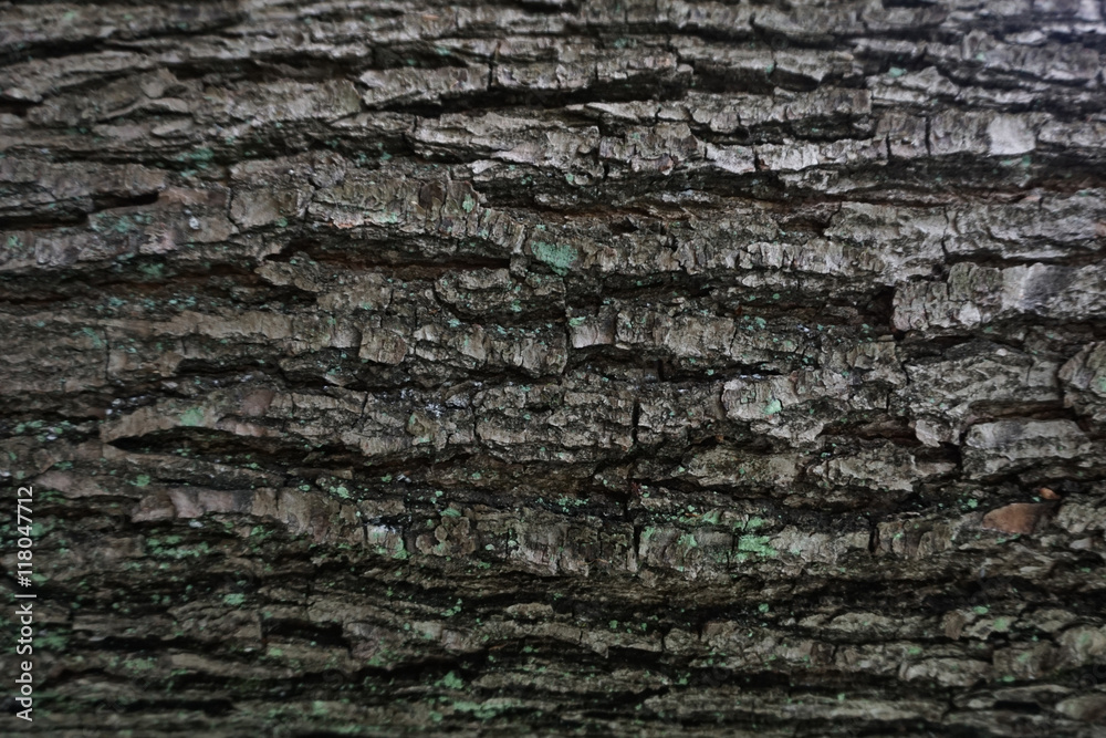 dark bark tree texture dark bark tree texture
