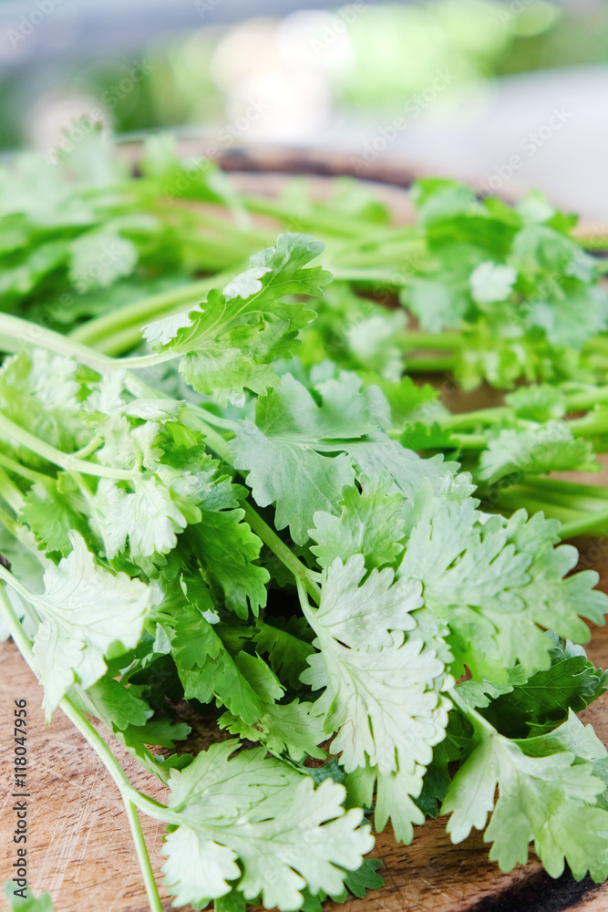 Bunch of fresh coriander on a wooden table Bunch of fresh coriander on a wooden table