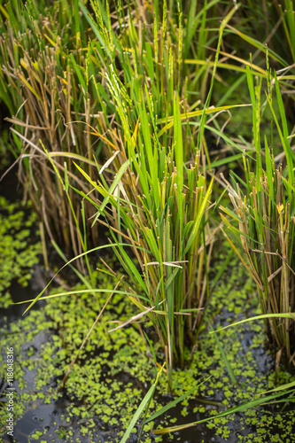 green rice plant in the water, green grass, Thai baby jasmine rice plant in the rice field.