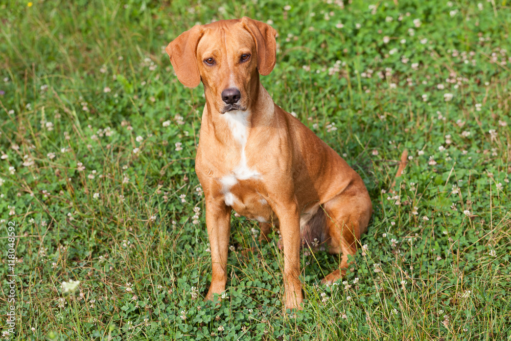 Dog in Hot summer day