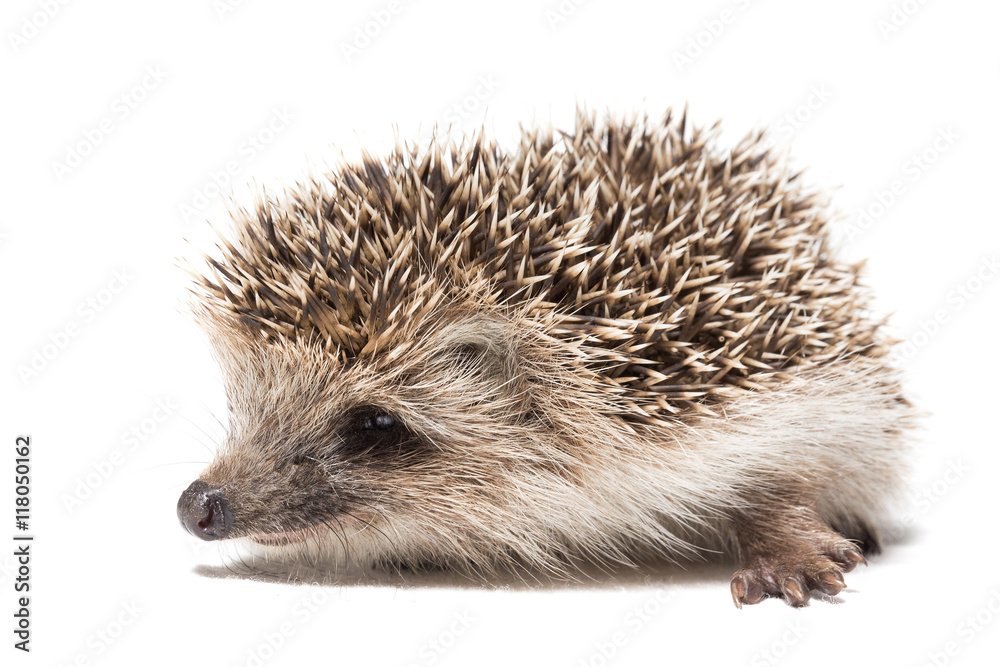 hedgehog on a white background hedgehog on a white background