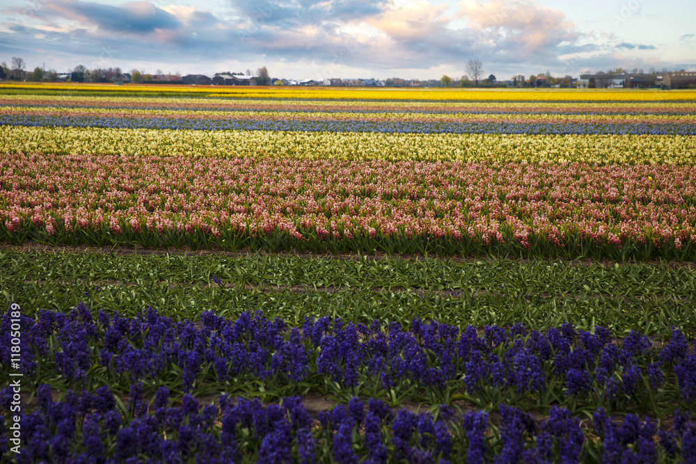 Hyacinth. flower fields in Netherlands.