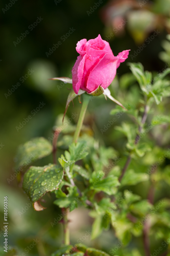 Rosebud in garden