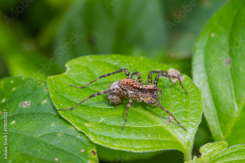 close up spider in forest