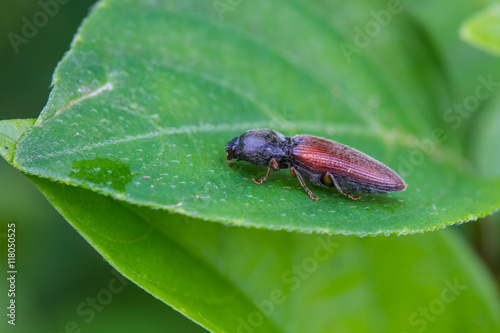 beetle insect in nature background