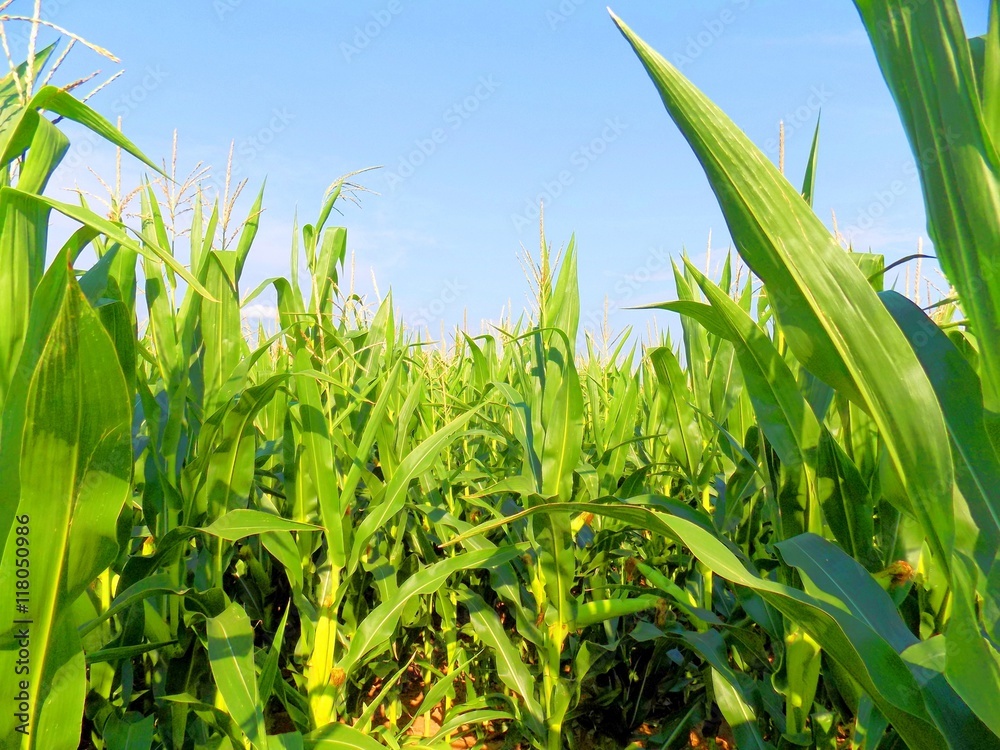 Corn field Corn field