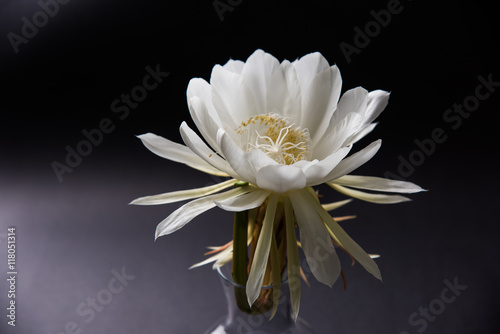 saussurea obvallata / brahma kamal flower or white lotus, It is native to the Himalayas and Uttarakhand, India, isolated photo