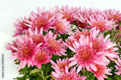 Pink Chrysanthemum flowers closeup.