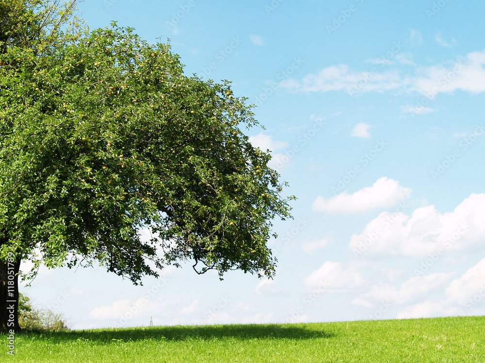 Fototapeta premium half apple tree in summer season