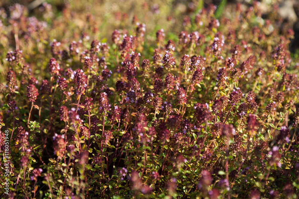 Obraz premium Thyme (wild basil)