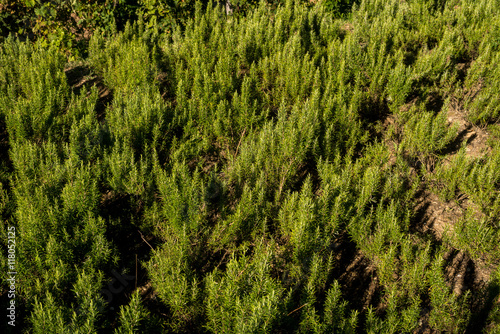 Terreno  coltivato a rosmarino photo