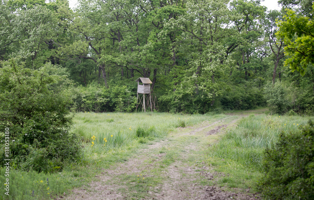 Watch tower in forest in summer time Watch tower in forest in summer time