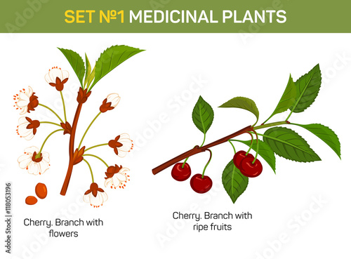 Medicinal or medical plant - branch of cherry blossom. Healing fruit with flowers and stem with leaves, remedial foliage flora. Can be used for medicine book or schoolbook, botany illustration