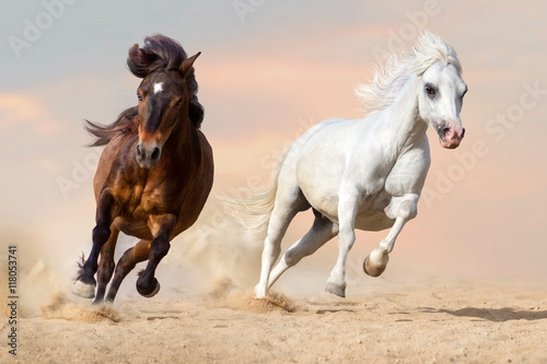 Two pony run gallop in desert