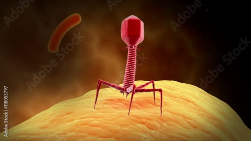 A bacteriophage virus killing bacteria by injecting DNA to replicate within.