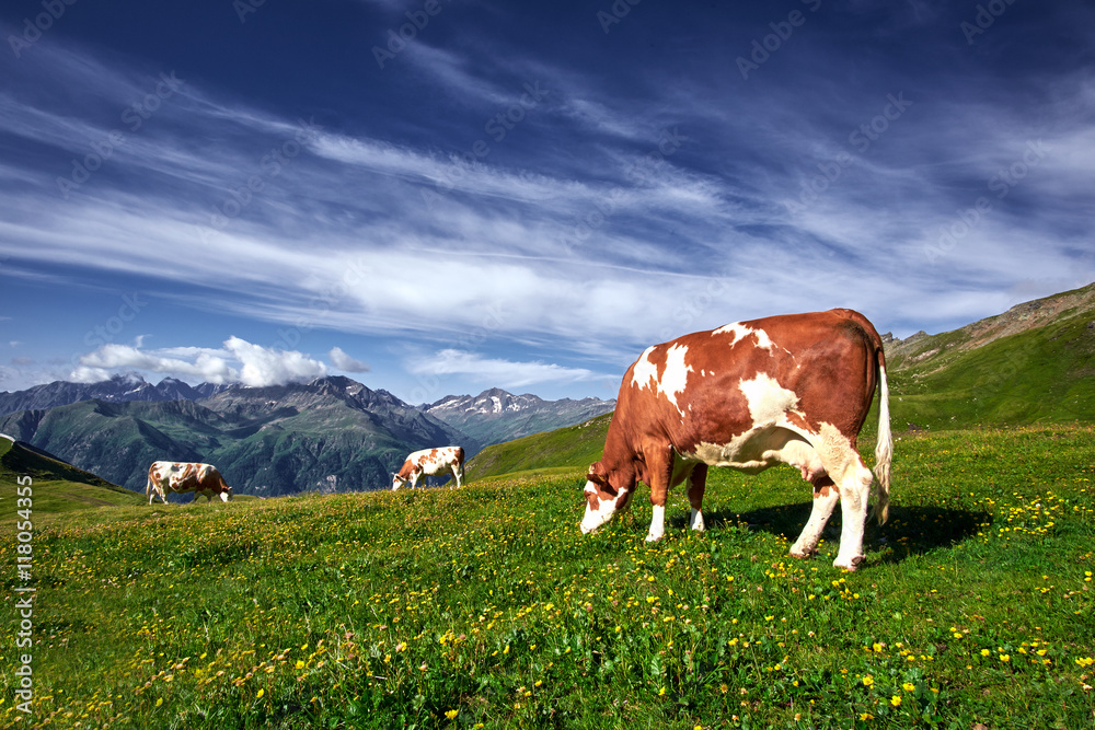 Cows Grazing on a Mountain Meadow