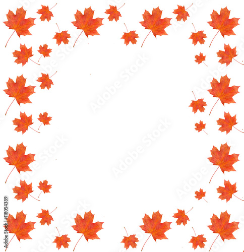 frame  pattern maple leaf yellow red autumn