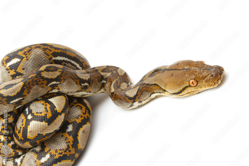 Fototapeta premium Emperor boa (Boa constrictor imperator) on white