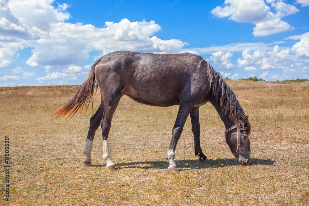 Obraz premium one horse grazing in the steppe