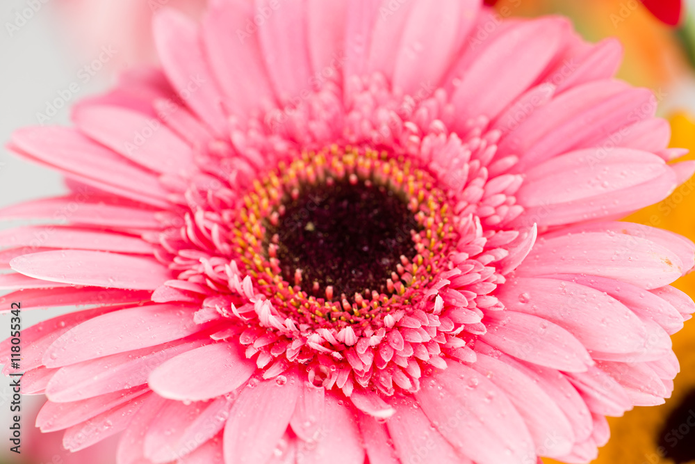 daisy macro with water droplets on the petals