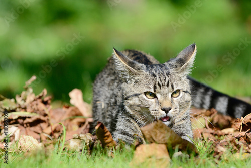 Kitten playing on the meadow with leaves © Carola Schubbel