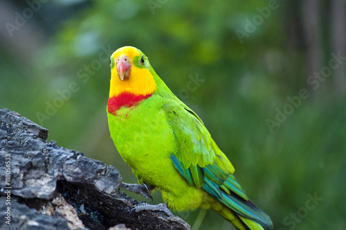 Green parrot in nature