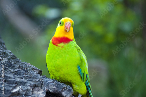 Green parrot in nature © tadeas