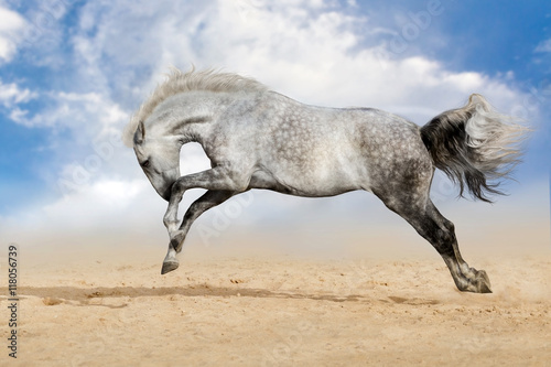 White horse jump in desert © callipso88
