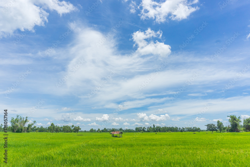 rice field and hut with Cloudy skies and beautiful rice field and hut with Cloudy skies and beautiful