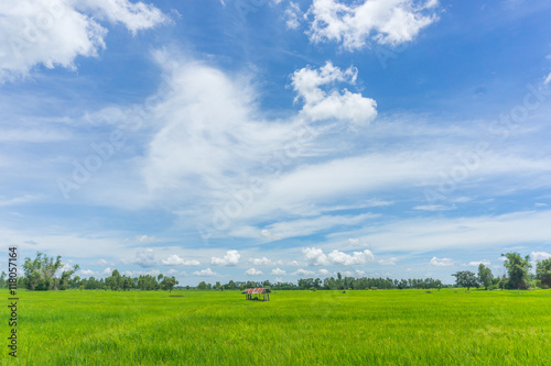 rice field and hut with Cloudy skies and beautiful