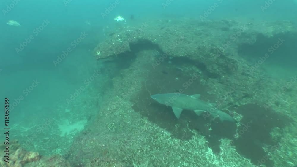 Dangerous Bull Shark (Carcharhinus leucas) Underwater Video Dangerous Bull Shark (Carcharhinus leucas) Underwater Video