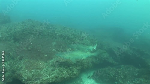 Wallpaper Mural Dangerous Bull Shark (Carcharhinus leucas) Underwater Video Torontodigital.ca