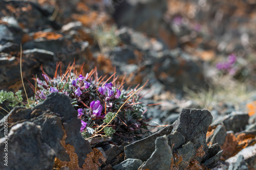 purple Mountain flowers and light red-brown, Lichens or rock fungus on a rock texture on Mountain in Ulgii : Mongolia .