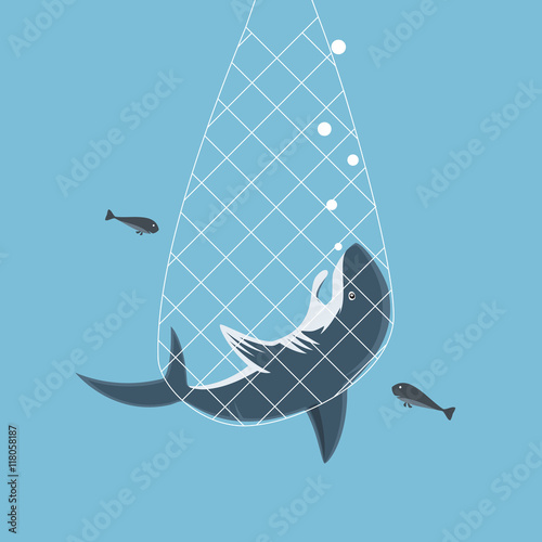 Great Shark caught in fishing net.