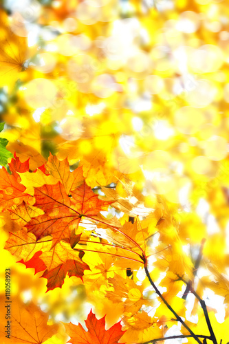 Autumn foliage.
