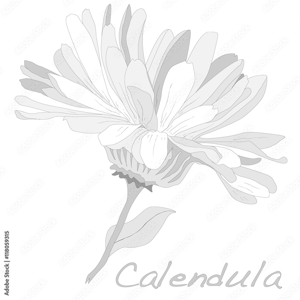 Calendula vector illustration