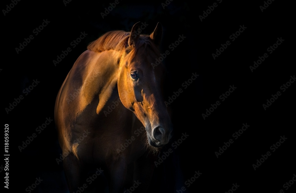 Obraz premium Czerwony koń na czarnym tle