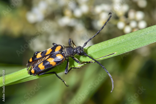 Longhorn beetle © hakoar