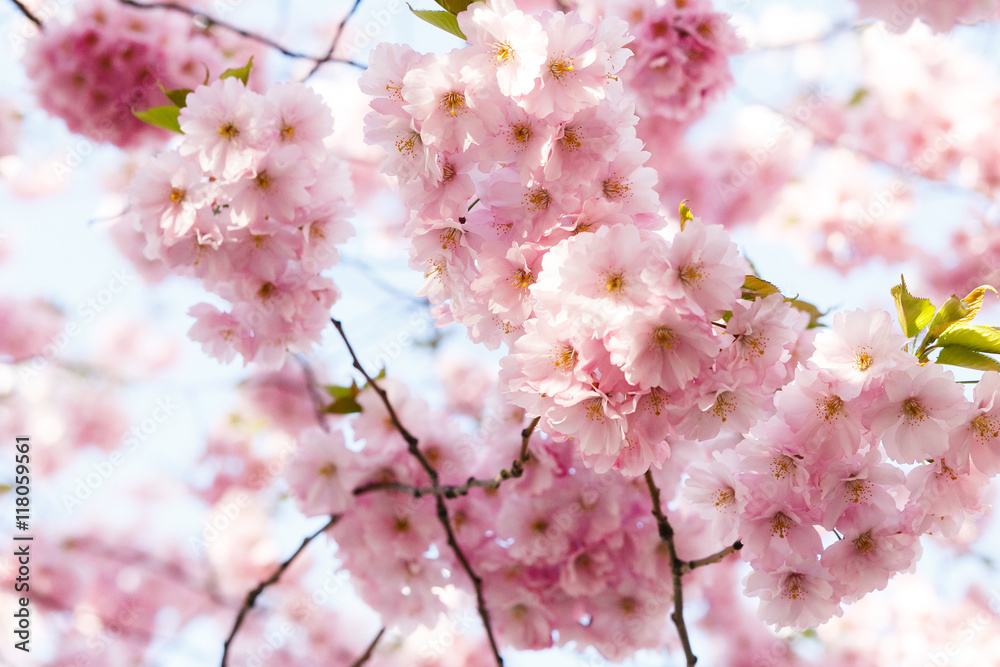 Obraz premium Sun shines over pink cherry flowers