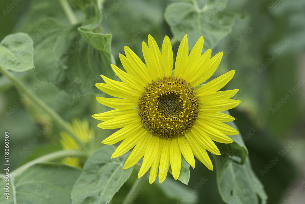 Bright yellow sunflowers