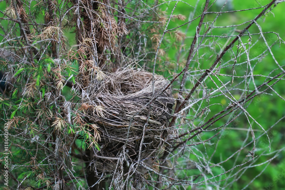 bird nest in nature bird nest in nature